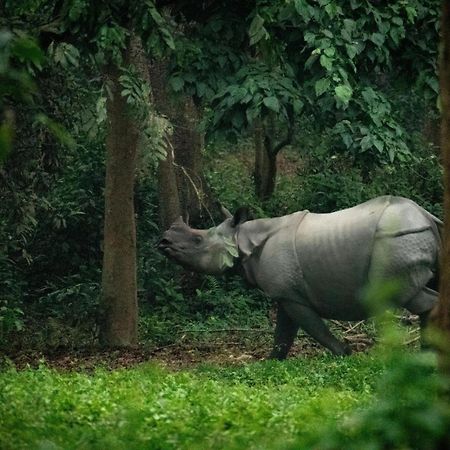 Hotel Tree Tops- A Serene Friendly Hotel In Sauraha Читван Экстерьер фото