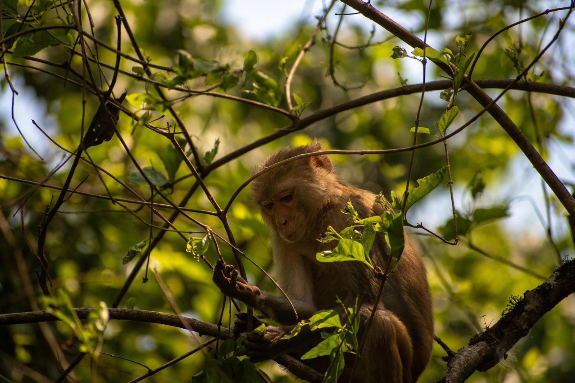 Hotel Tree Tops- A Serene Friendly Hotel In Sauraha Читван Экстерьер фото